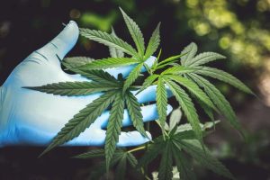 Regulación del Cannabis